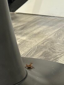 Came around twice, seems to live in the closet