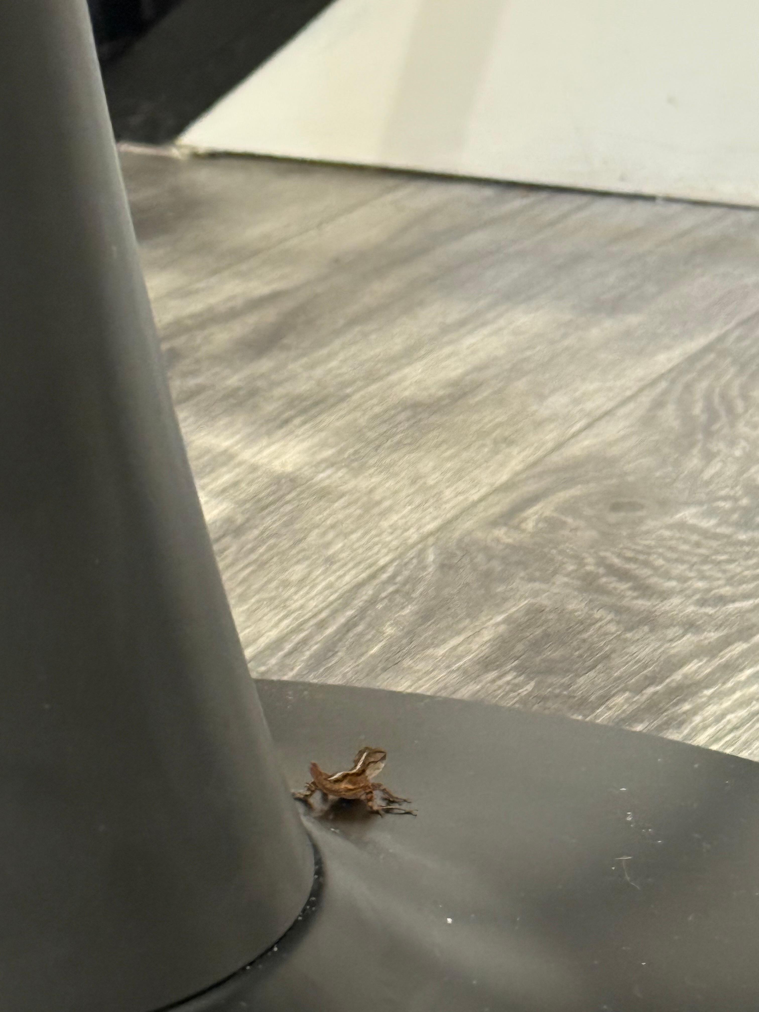 Came around twice, seems to live in the closet