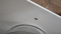 Rodent droppings