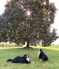 Bernese Mtn Dogs (Emmett and Rhys) enjoying the shade