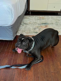 Gandalf very excited about his stay.
