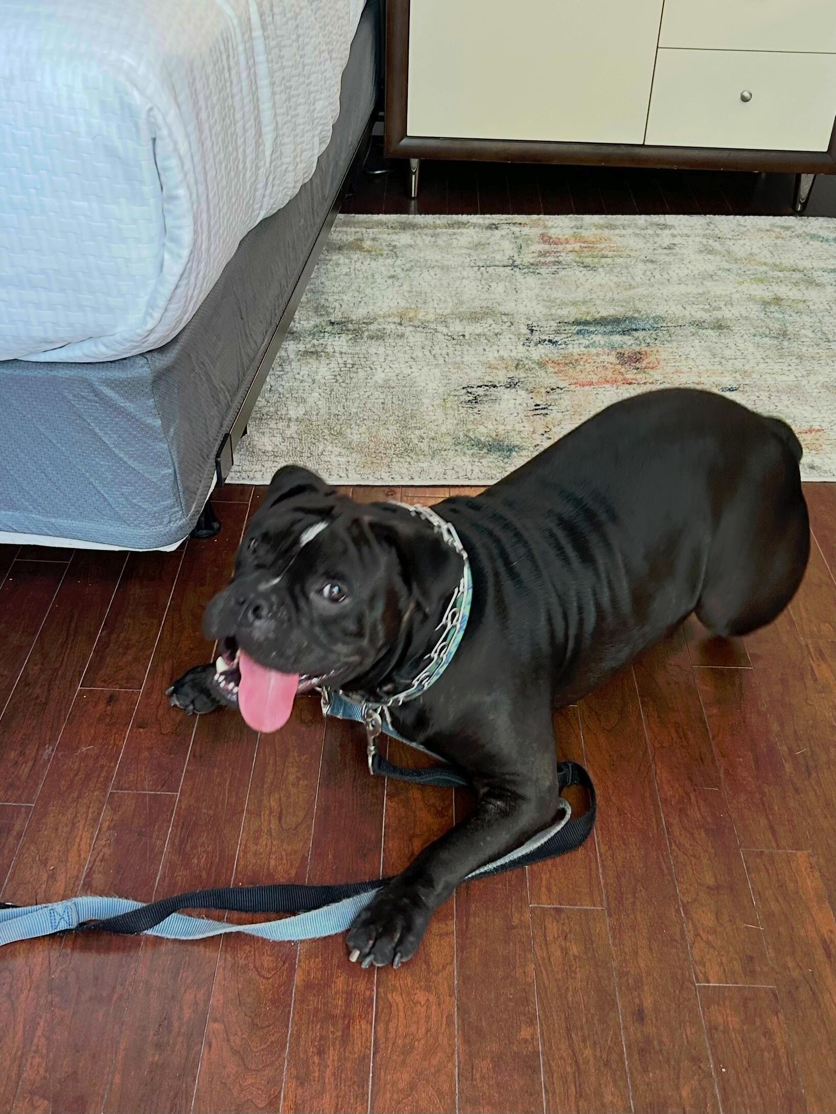 Gandalf very excited about his stay. 