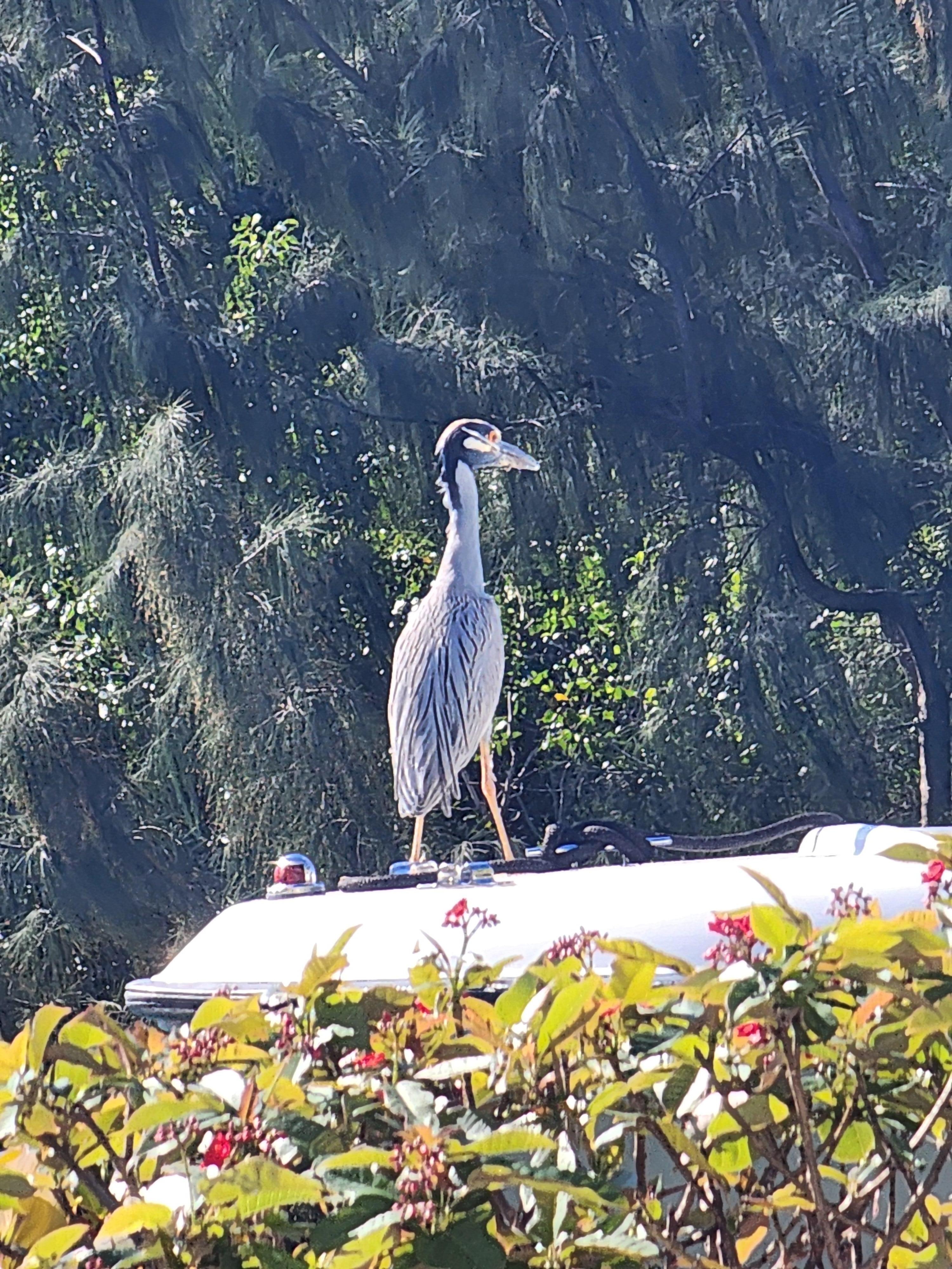 Night heron hangout 