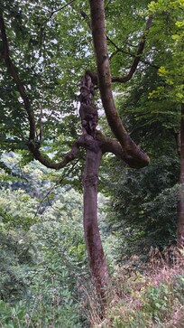 Veel natuur en loop paden.