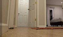Rat Photo