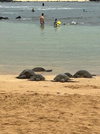 Popu beach with turtles. 10 min walk