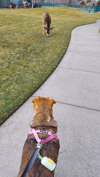 Deer in the neighborhood- clearly not worried about a dog and a dog walker