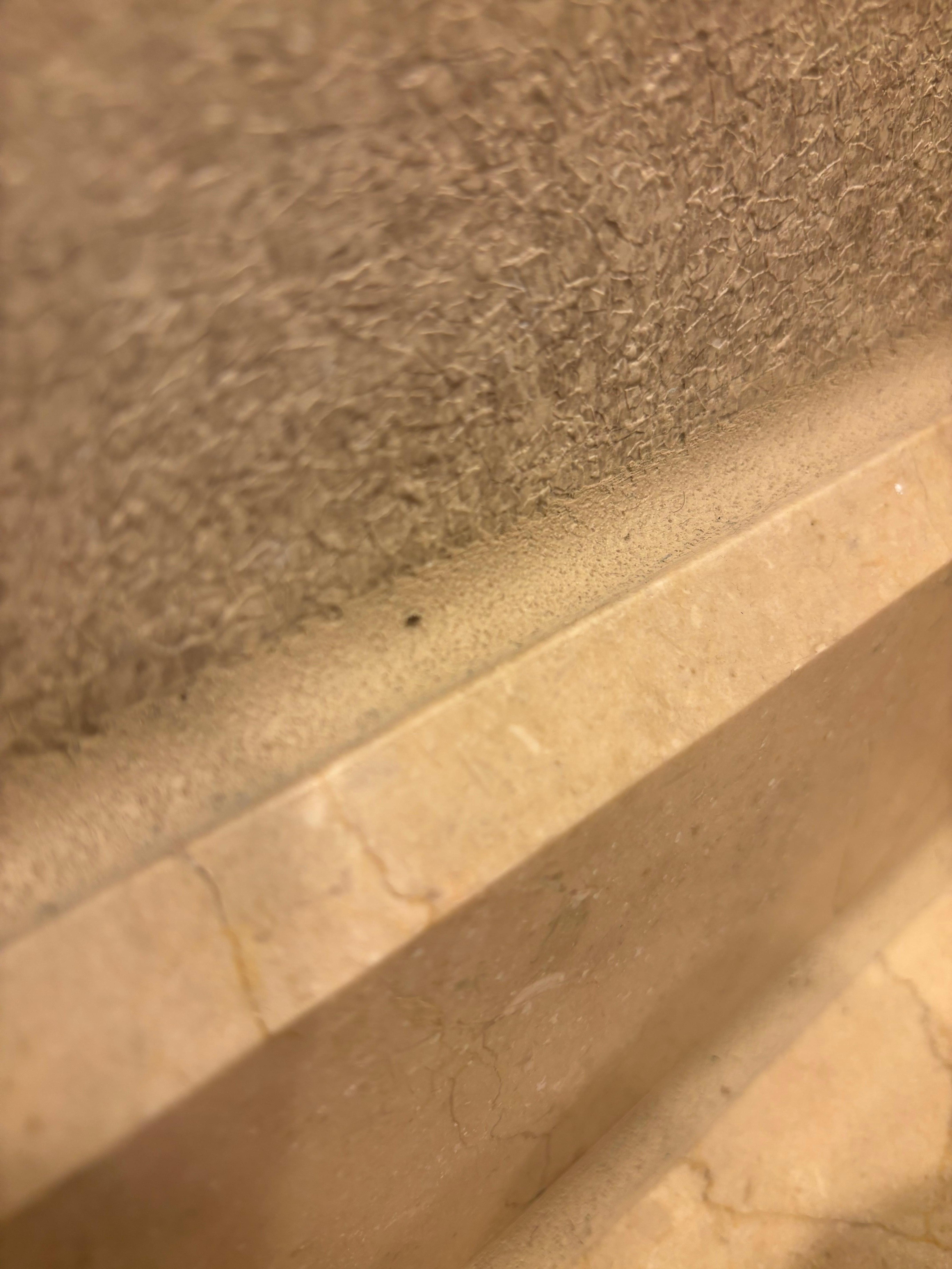 Little black bugs on bathroom sink 