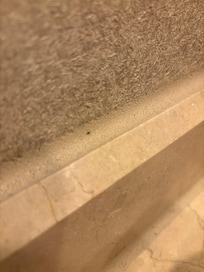 Little black bugs on bathroom sink