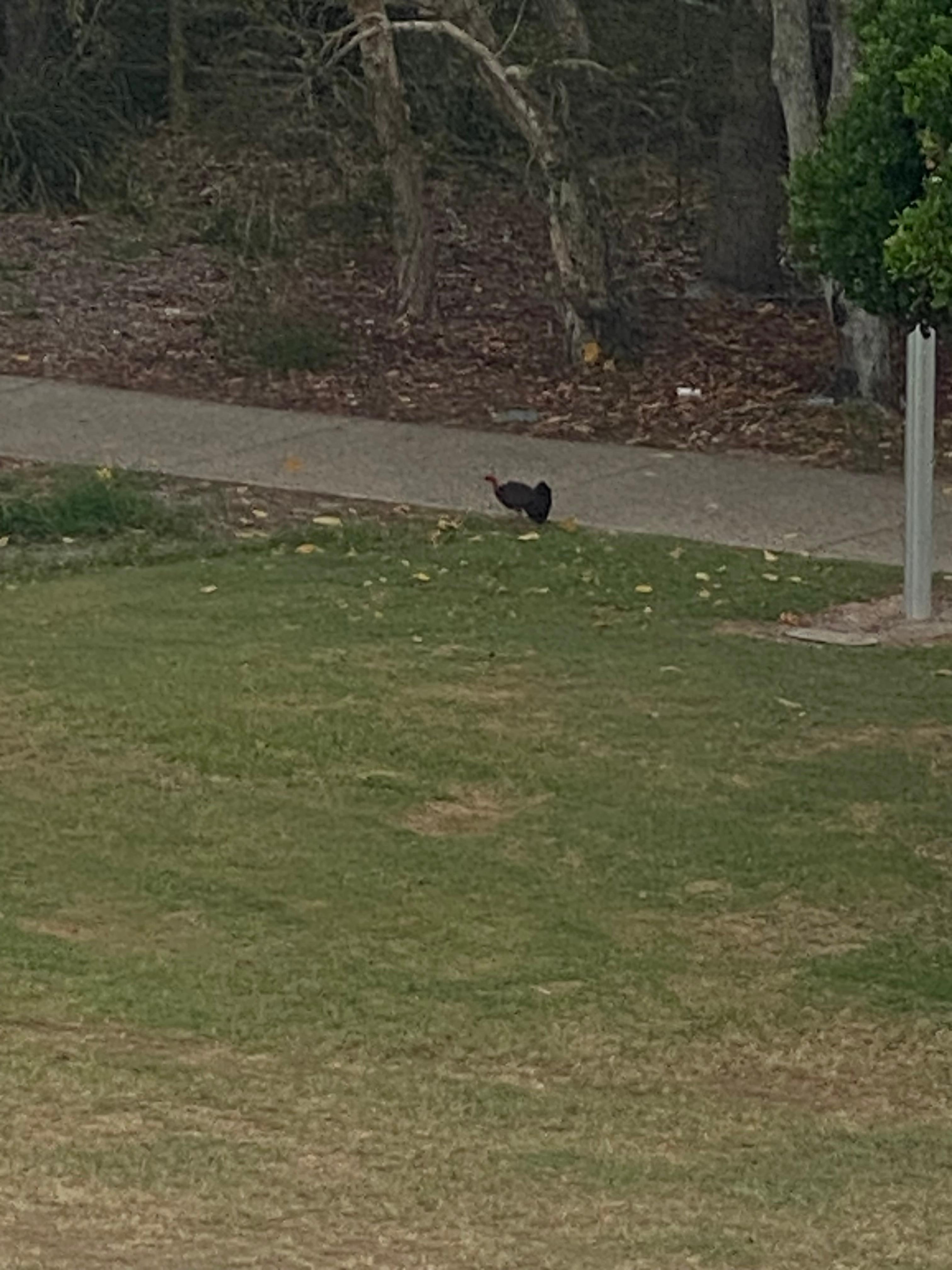 Kevin the bush chicken