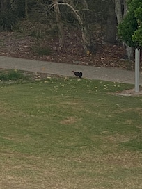 Kevin the bush chicken