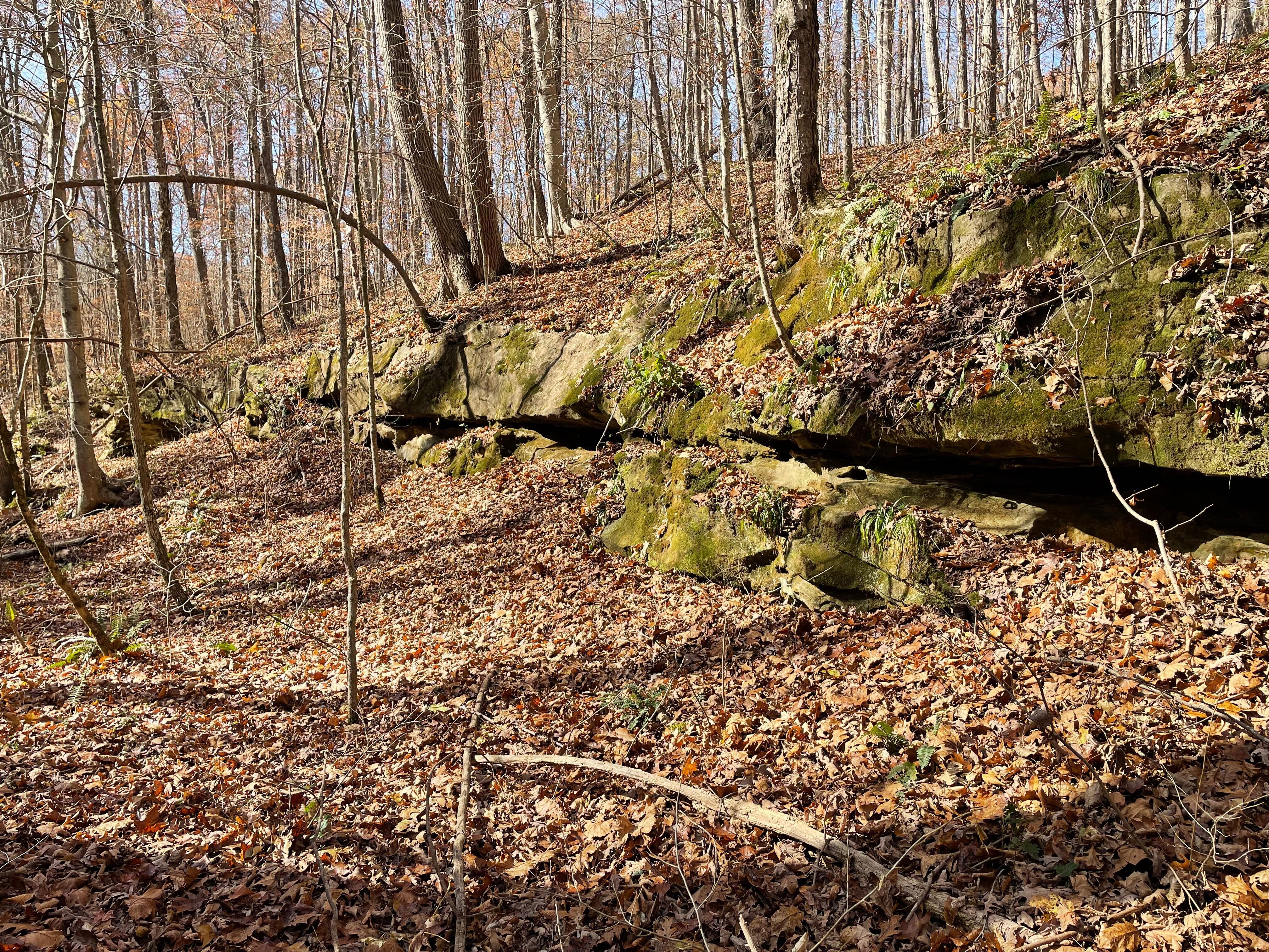 Forest behind the cabin 