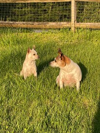 My girls love it here because of the fenced in yard!!!