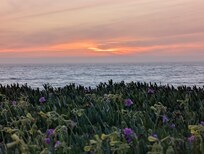 Picture from backyard. Yard full of succulent flowers. Yellow ones open during the day.