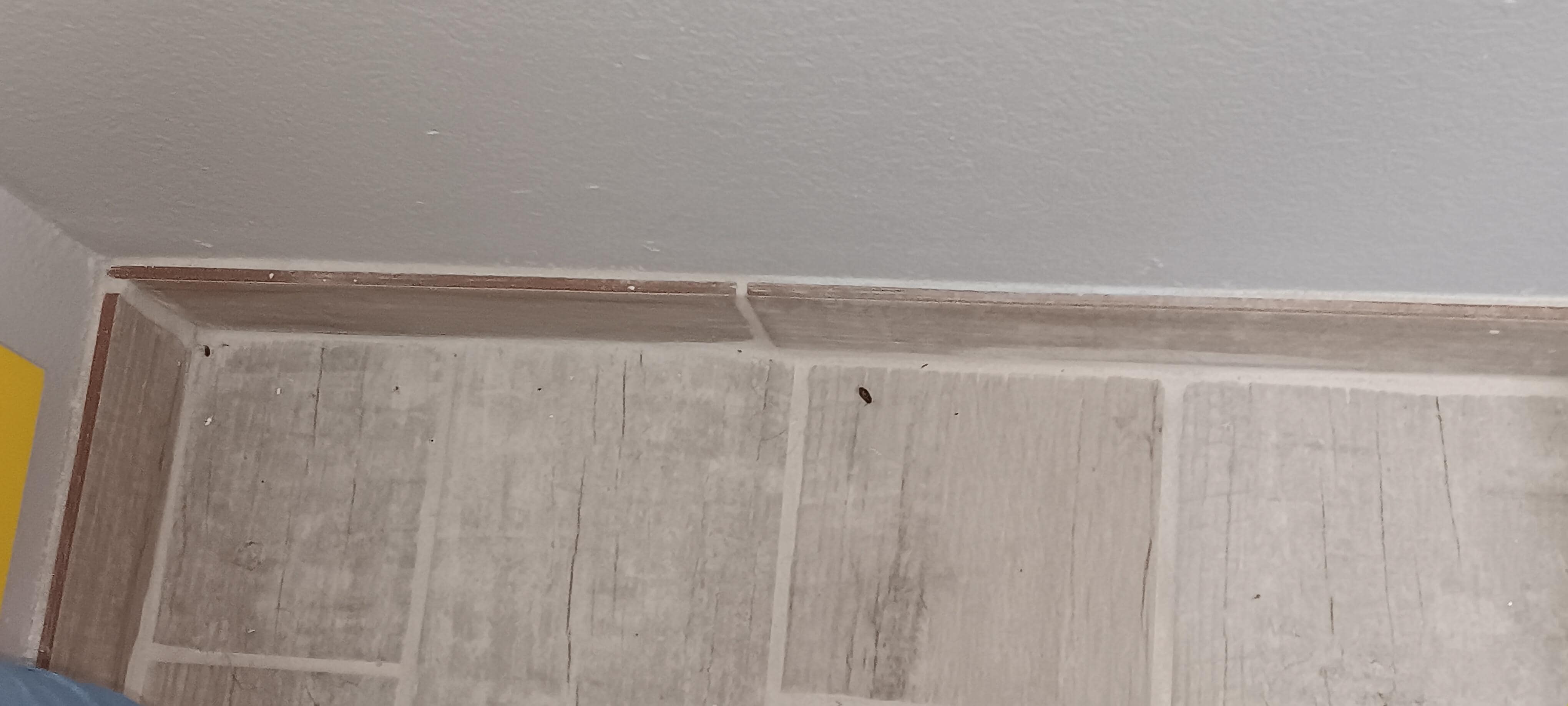 Dead bugs on floor.