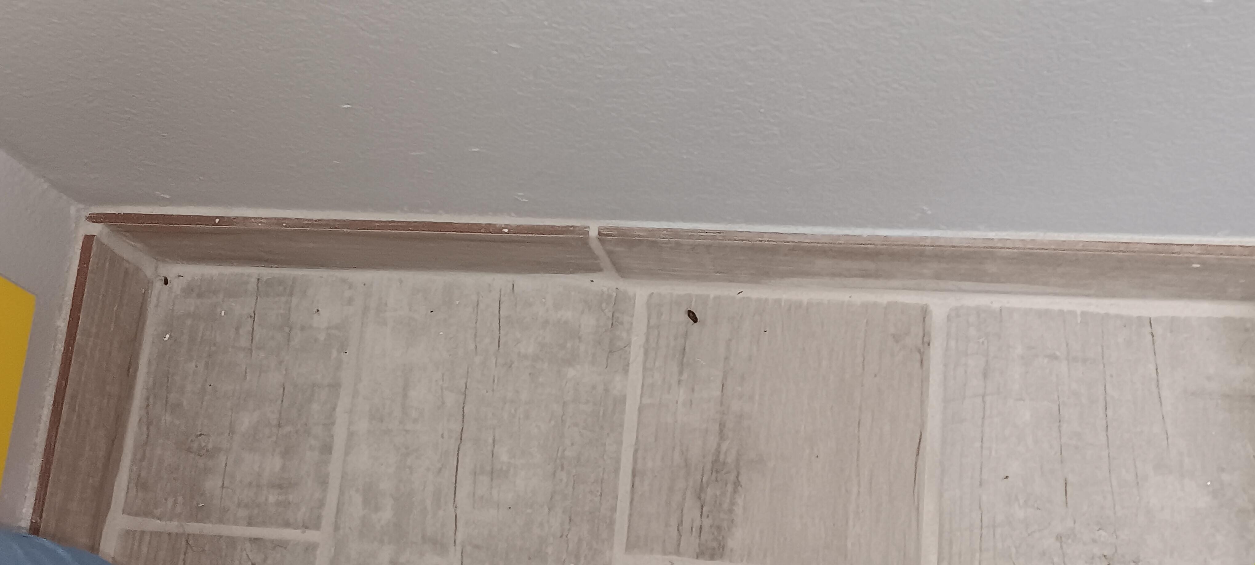 Dead bugs on floor. 