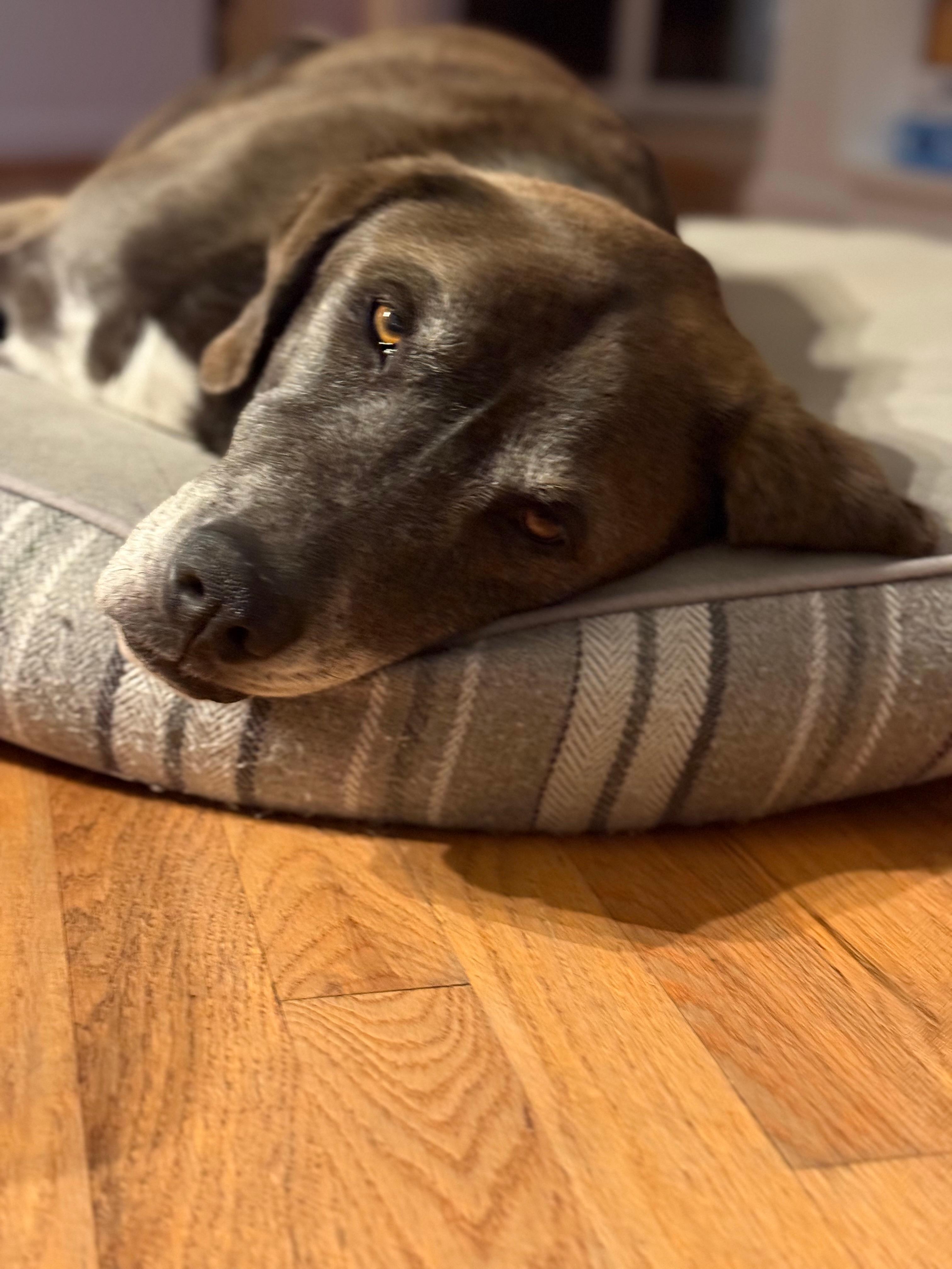 Tired fella after a long day of hiking.