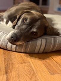 Tired fella after a long day of hiking.