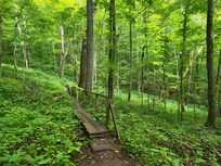 Link to the Appalachian Trail