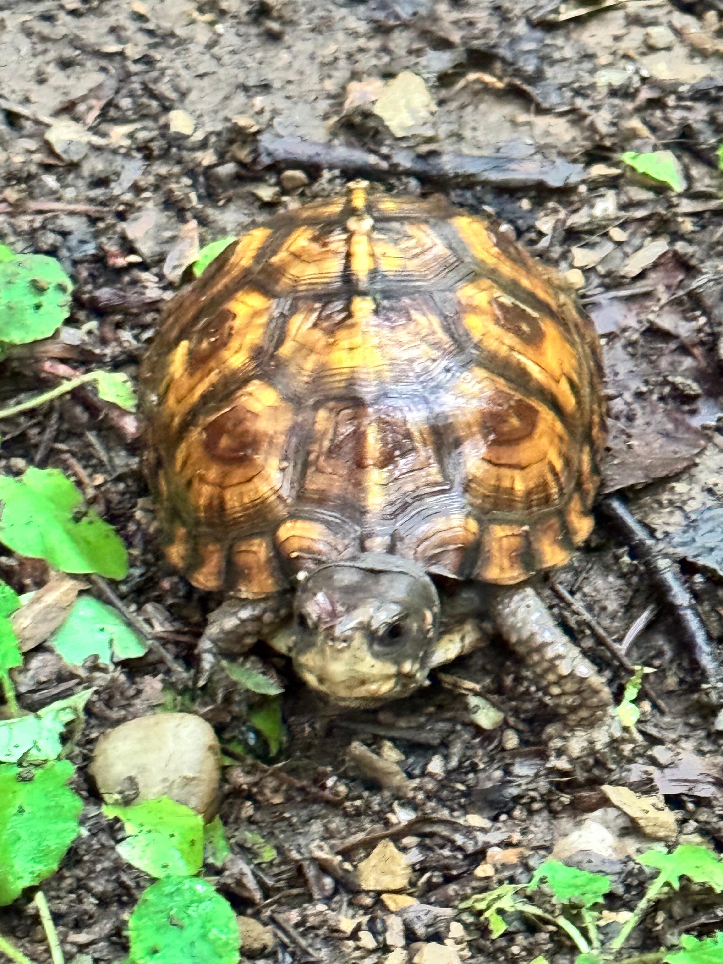 Cute little turtle right outside the lower level door.