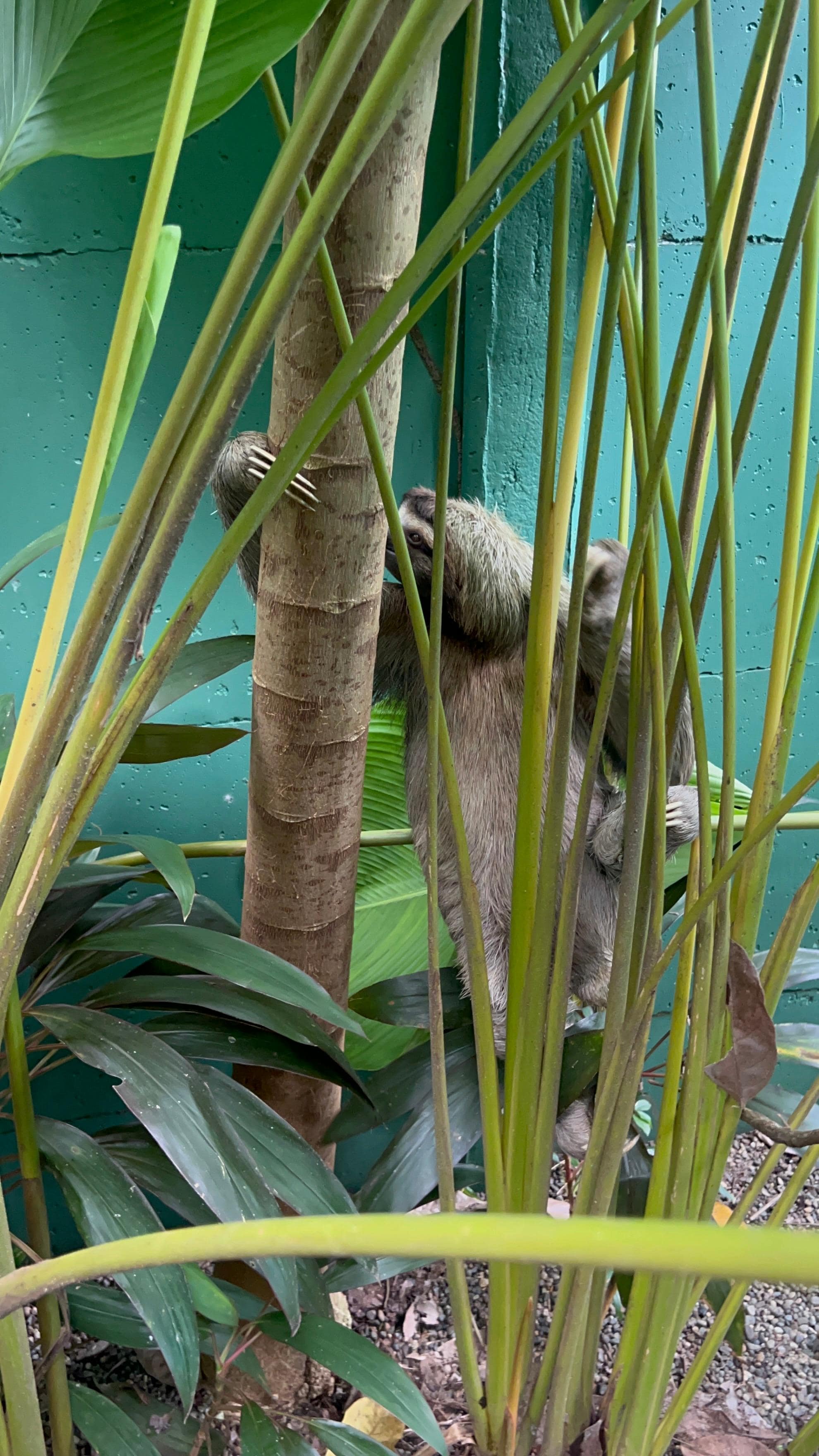 The resident sloth.