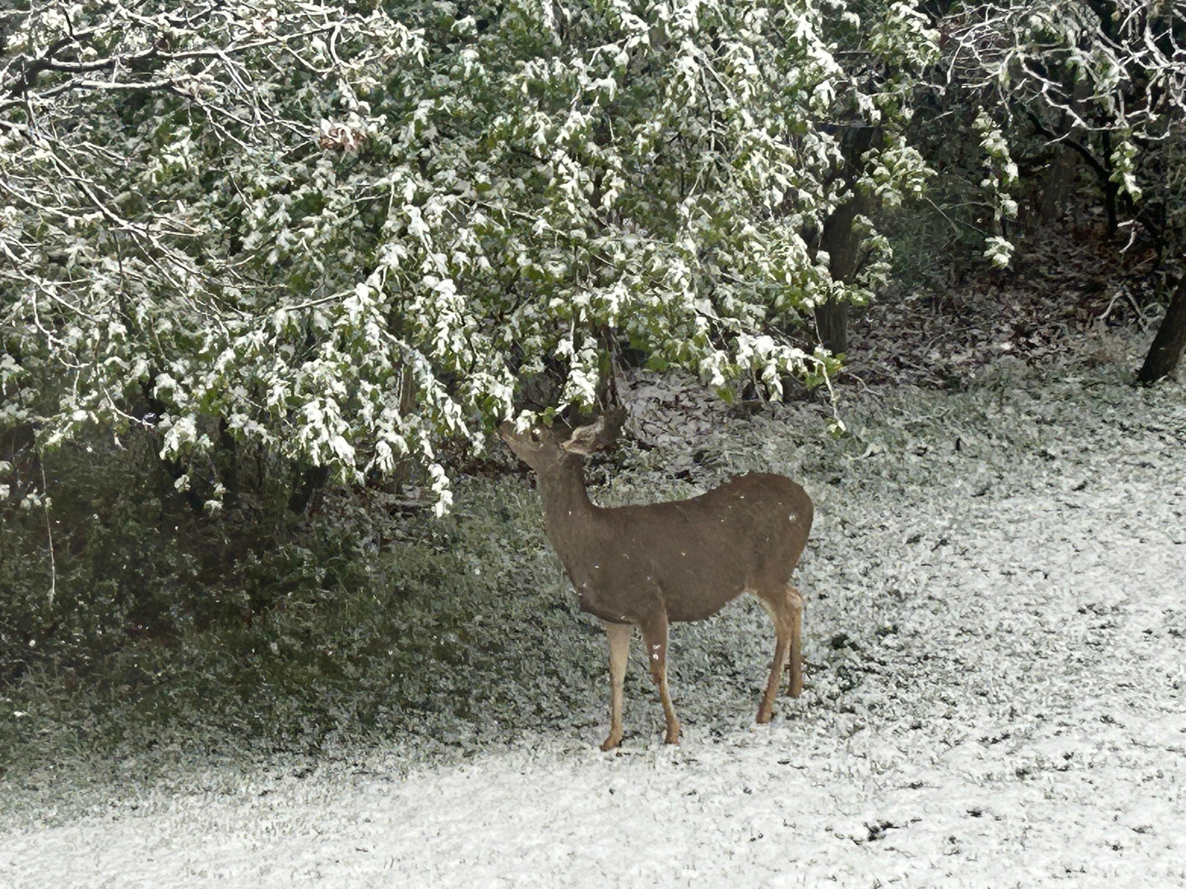 7 deer come out in the backyard—so beautiful and almost unreal!