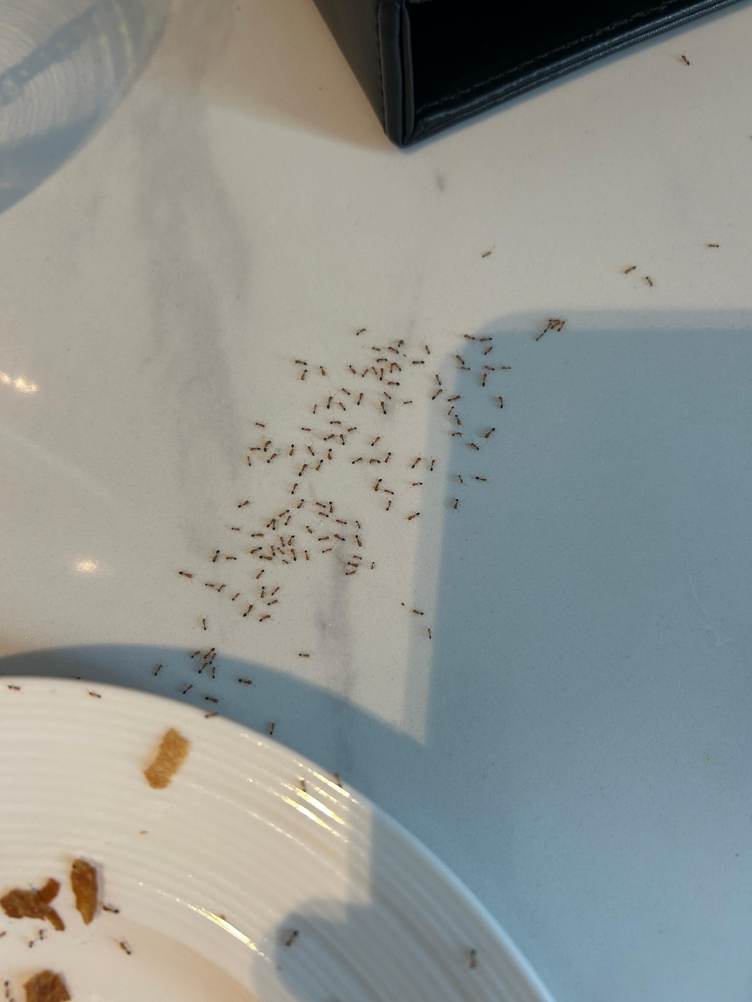 Ants coming and leaving 