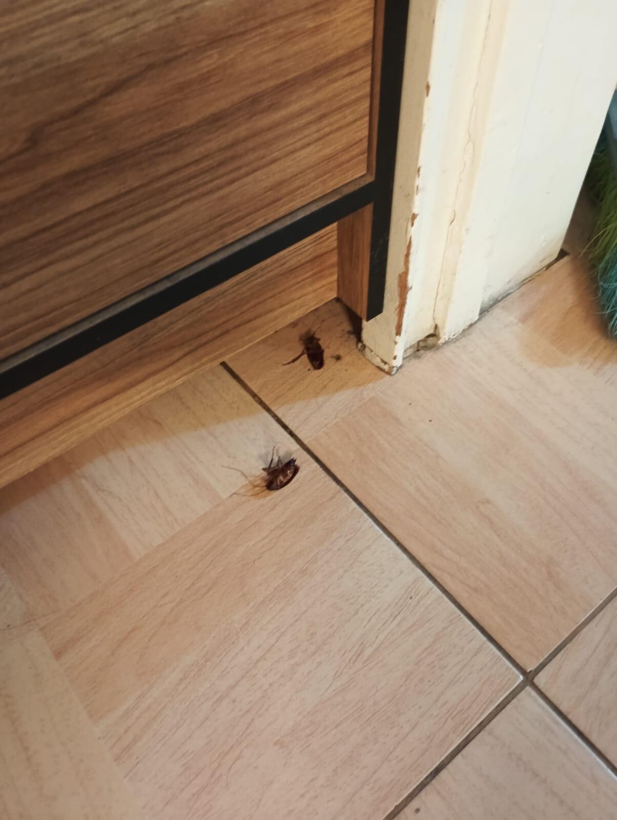 Cockroaches in the kitchen.