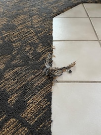Ripped carpet