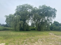 Weeping willows swept beautifully in view