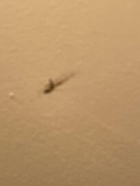 Blood stain on ceiling inside the room I have a few pictures but there was more