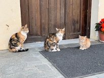 Not the owners but the four-legged hosts.