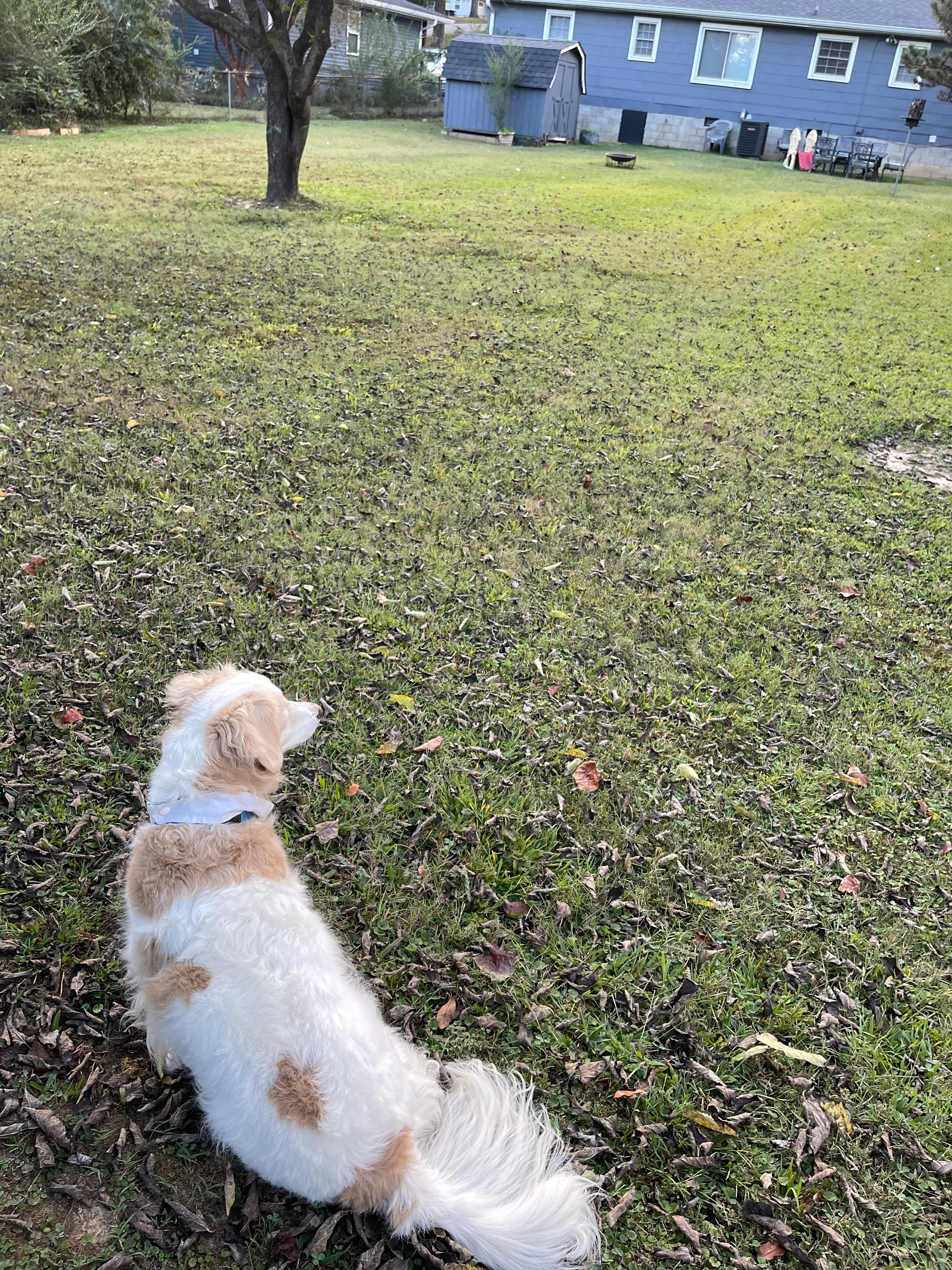 My dog was immediately at home in the yard.