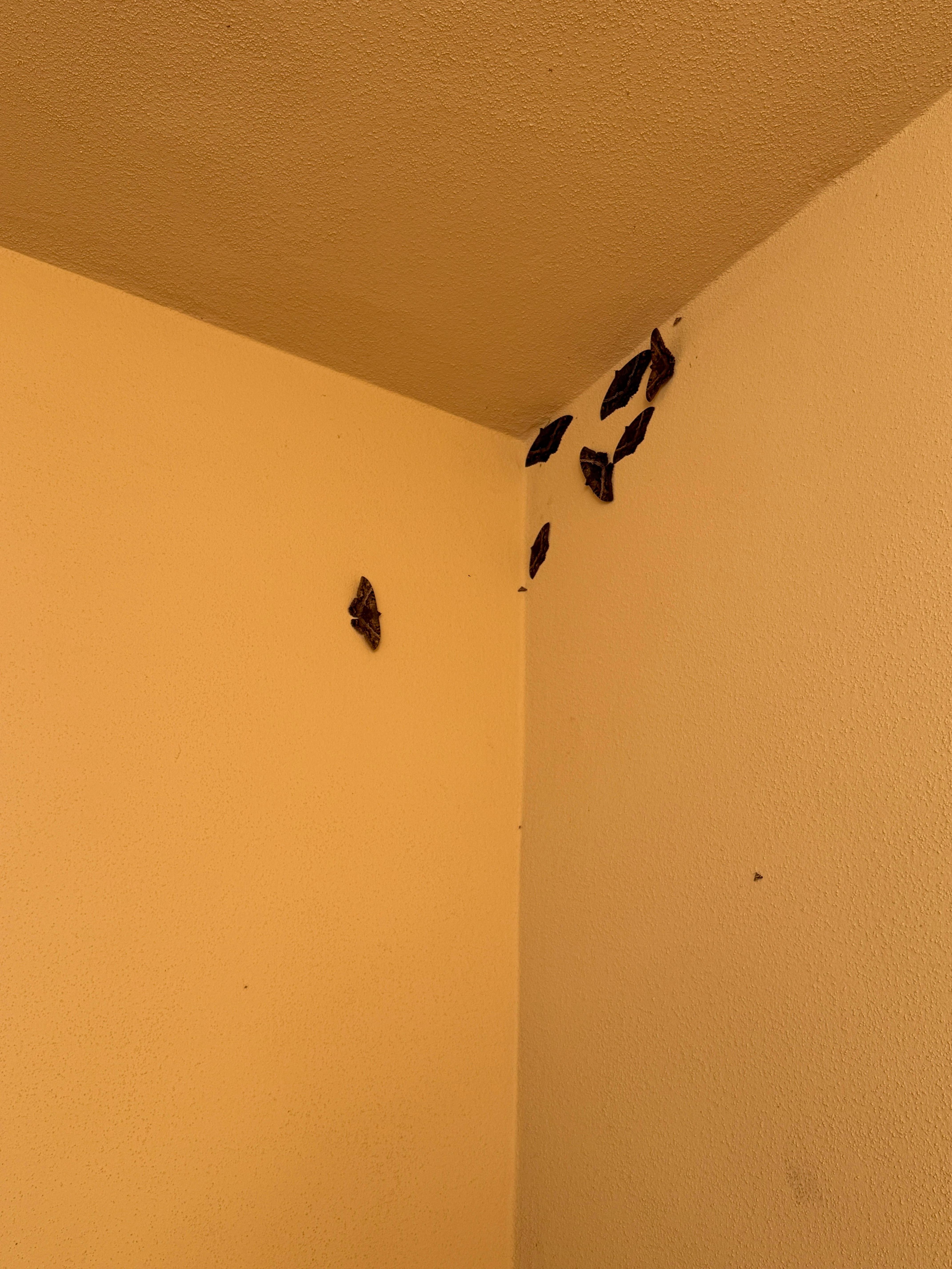 Expect to see a lot of moths 