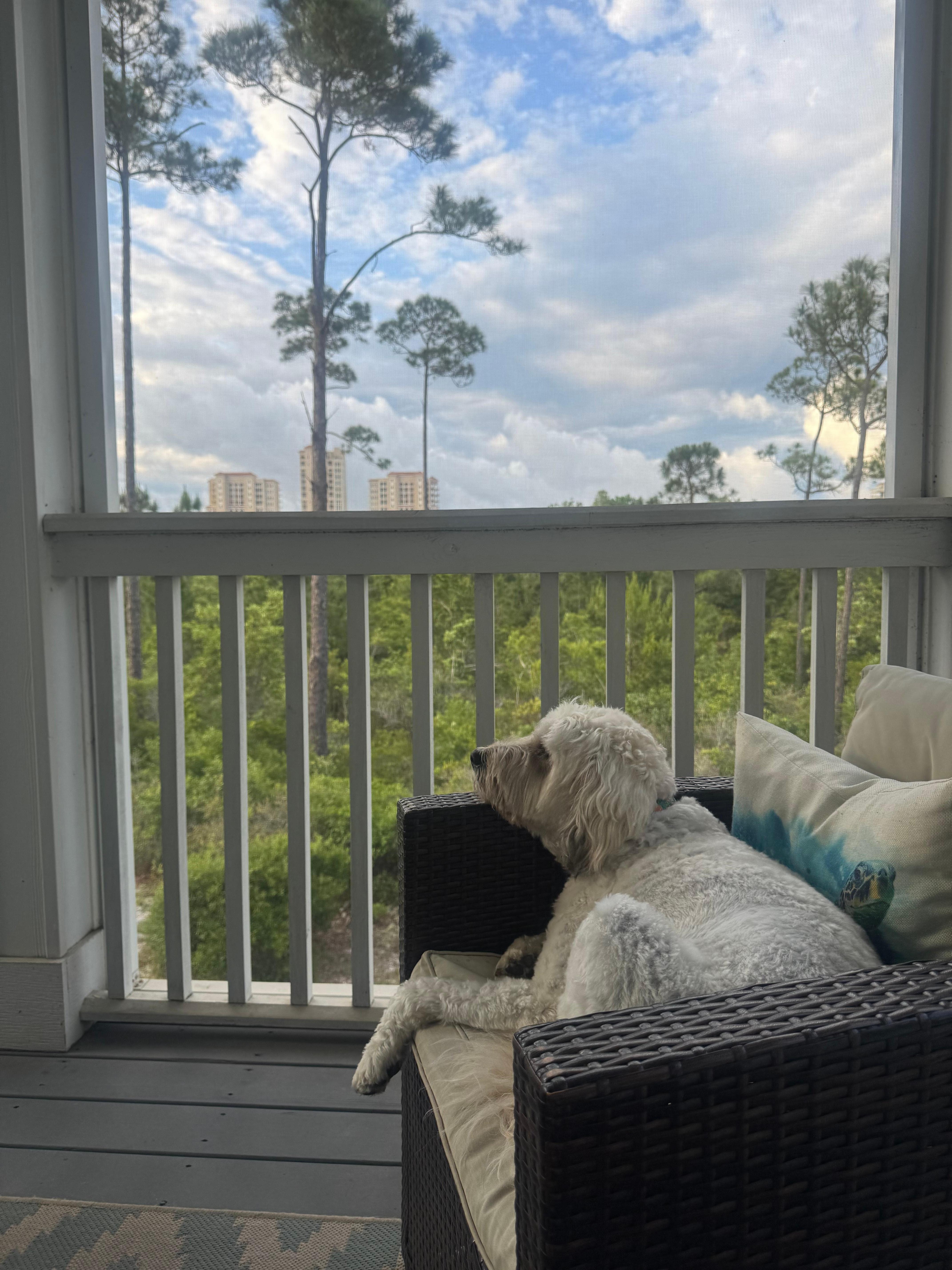 Our dog enjoying the balcony 