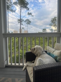 Our dog enjoying the balcony