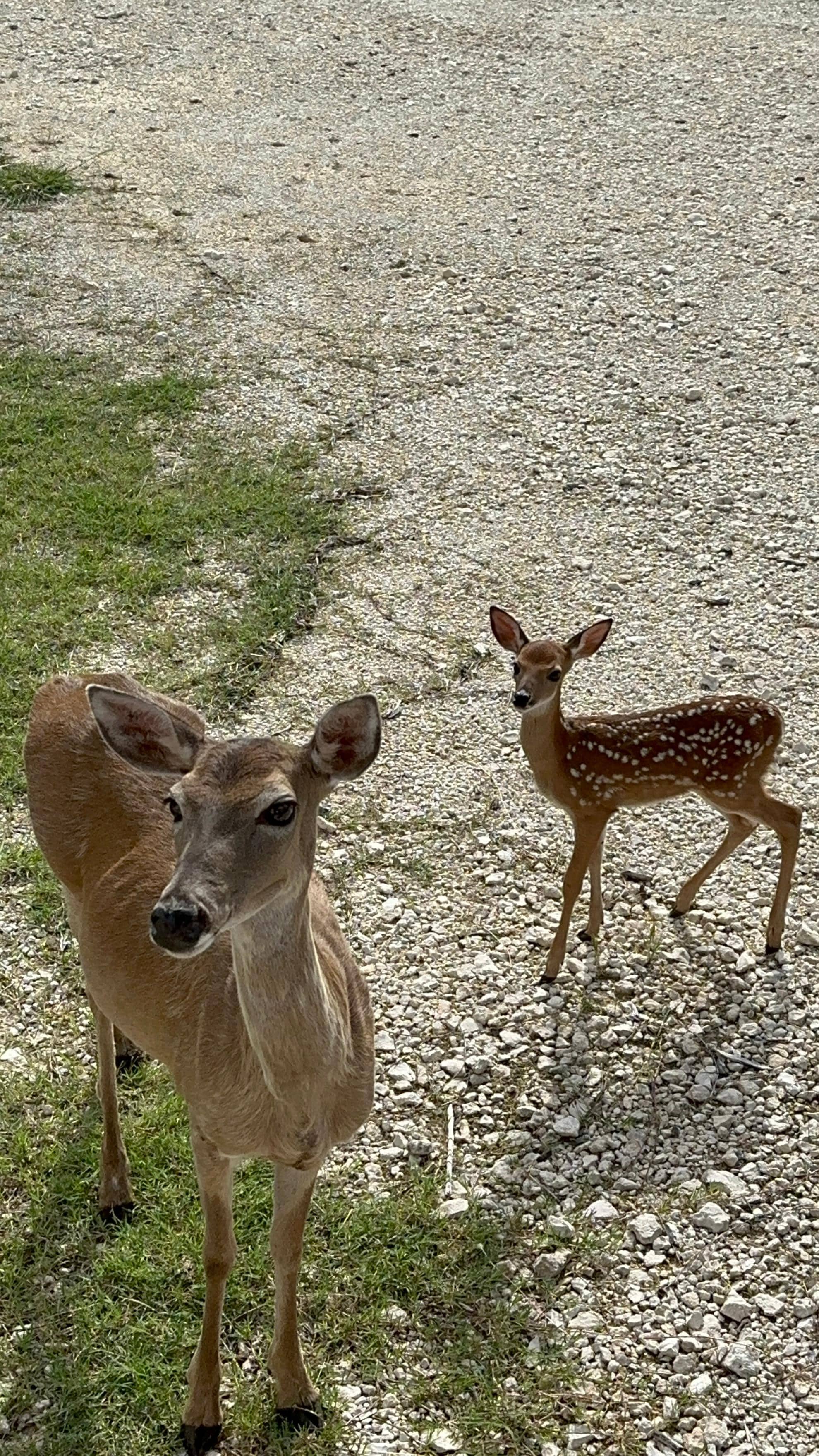 Doe Deborah and fawn