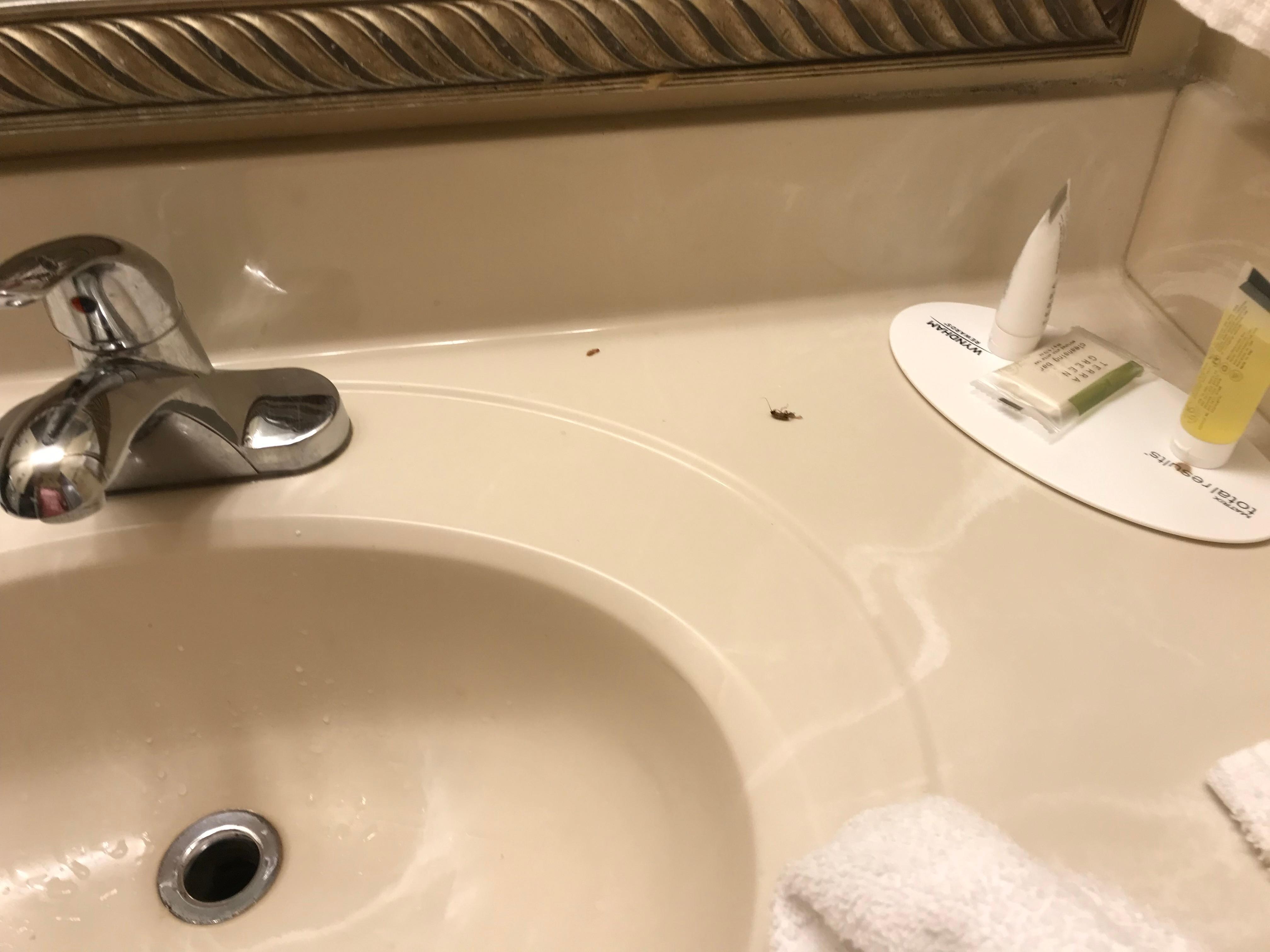 Cockroach in the bathroom after I took toilet paper and smashed it.
