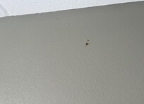 Vomit pieces on walls