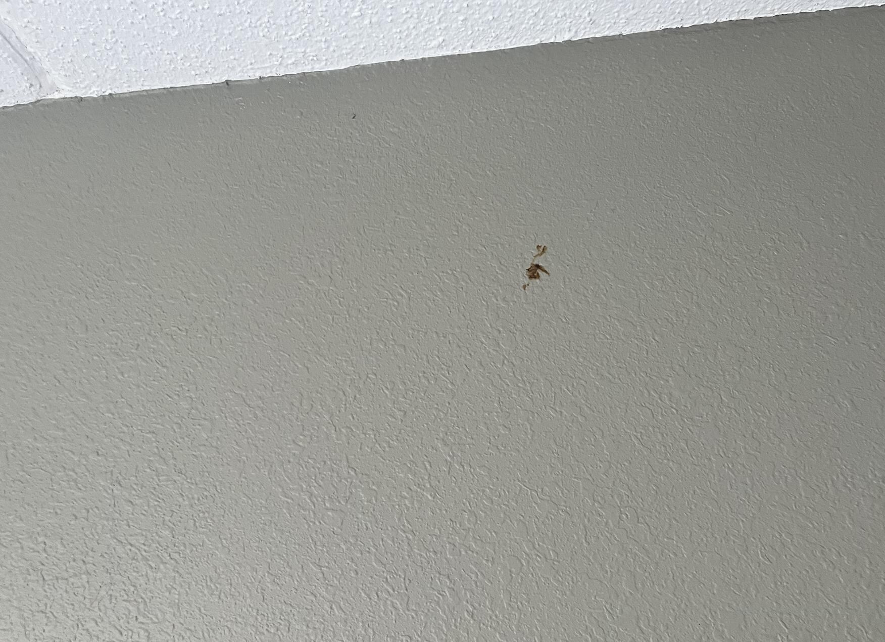 Vomit pieces on walls