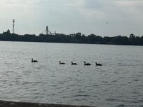 Family of Canadian geese on lake near Loon Lake park dock.