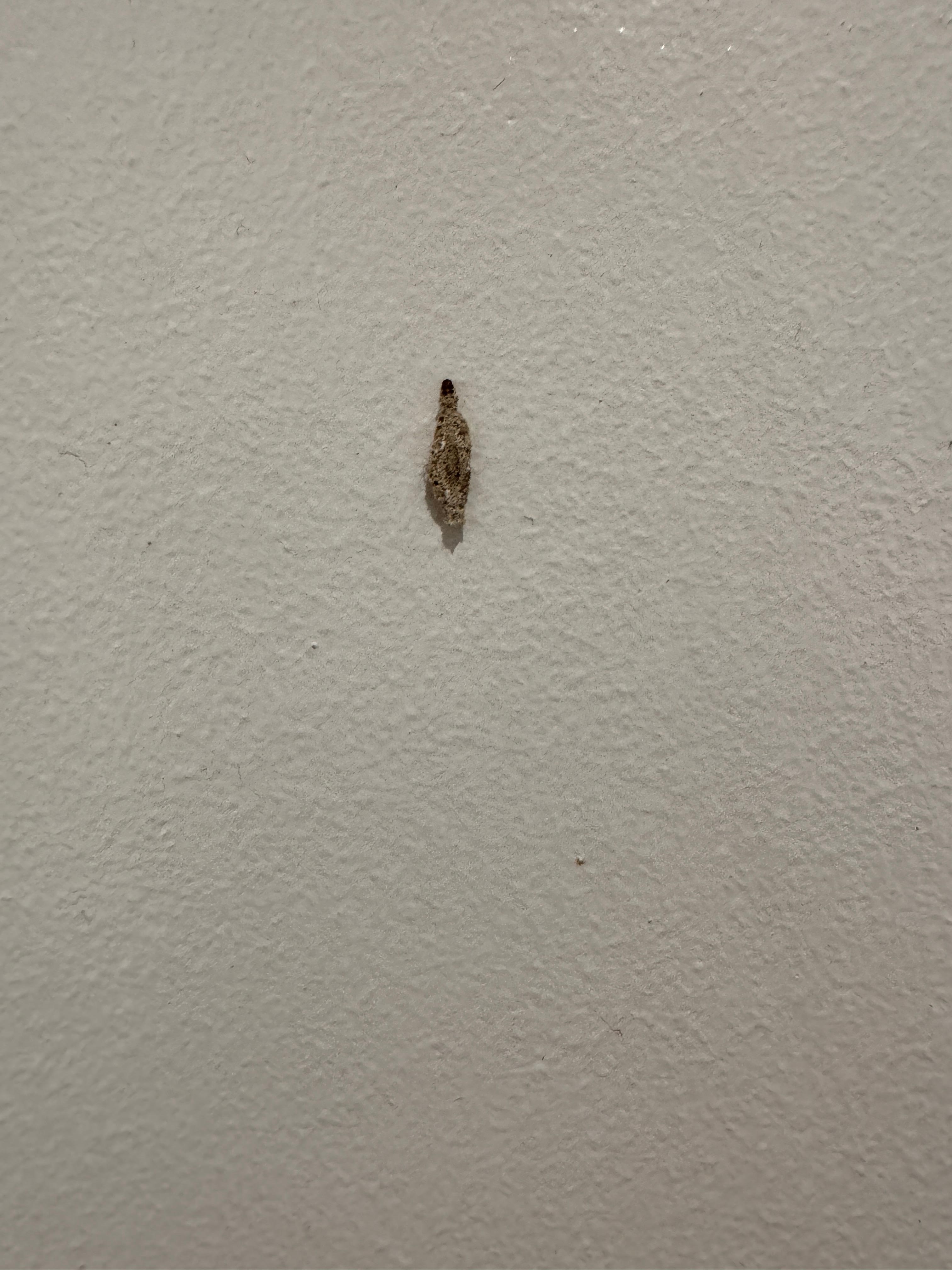 Komisches Tier an der wand ohne Beine 