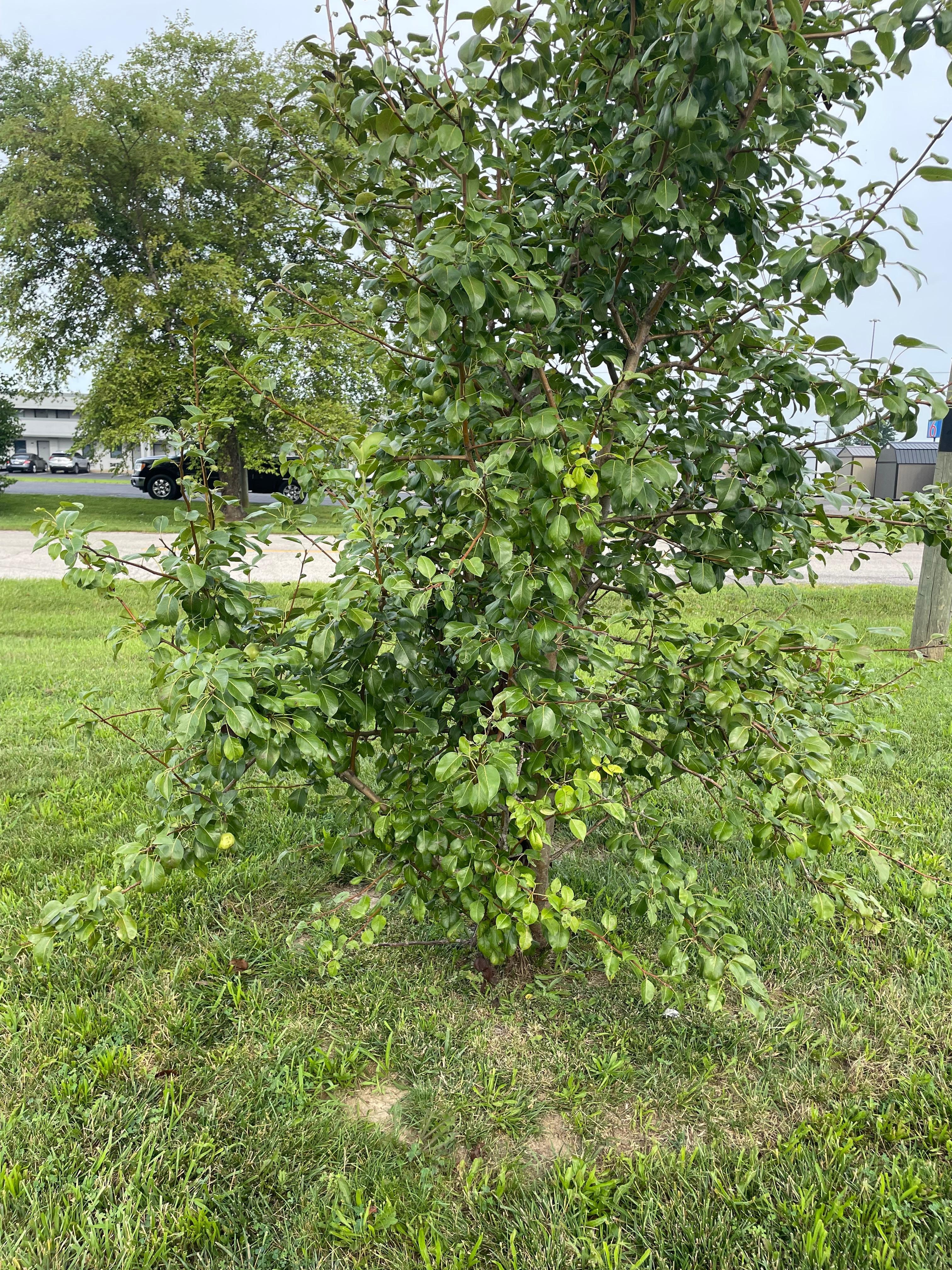 Pear tree on property.