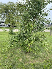 Pear tree on property.