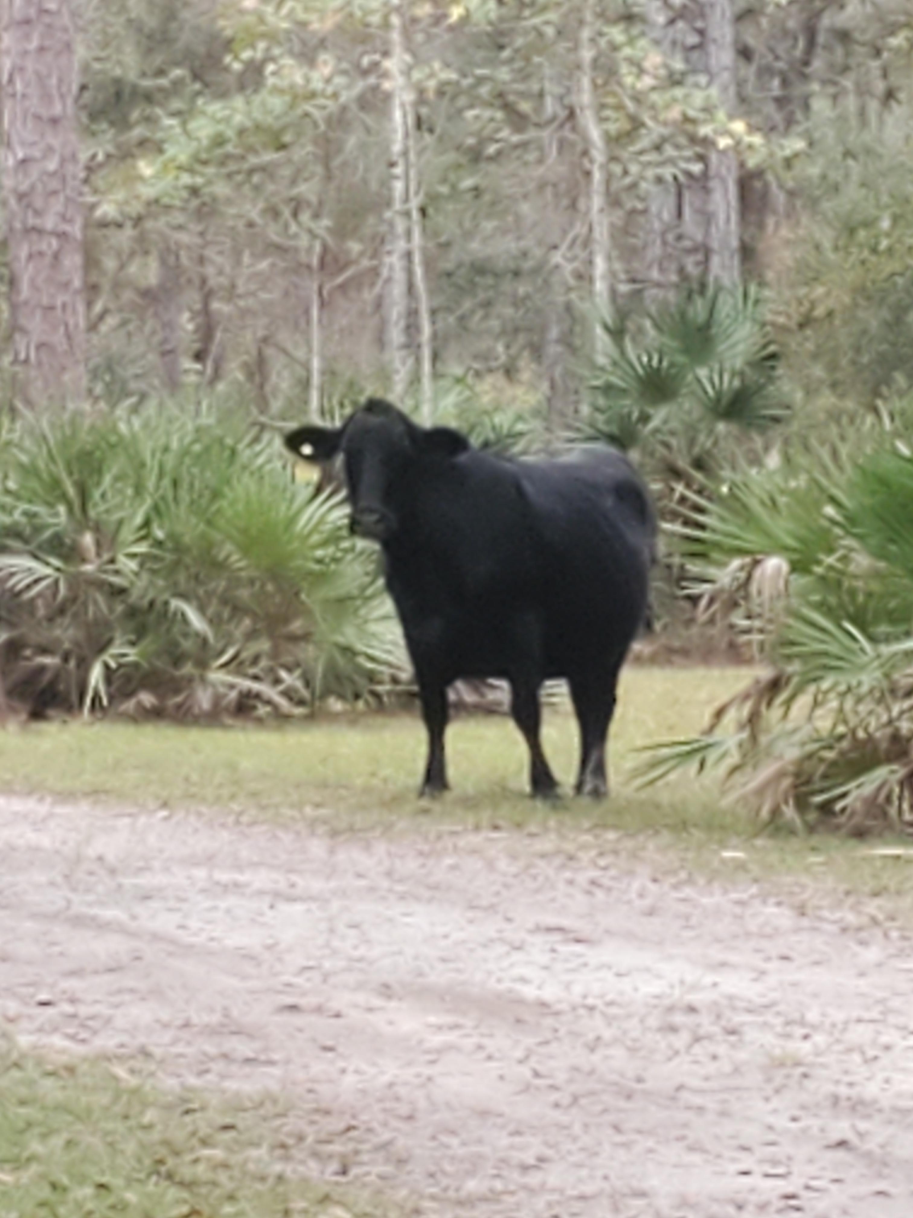 Had a morning visitor. 