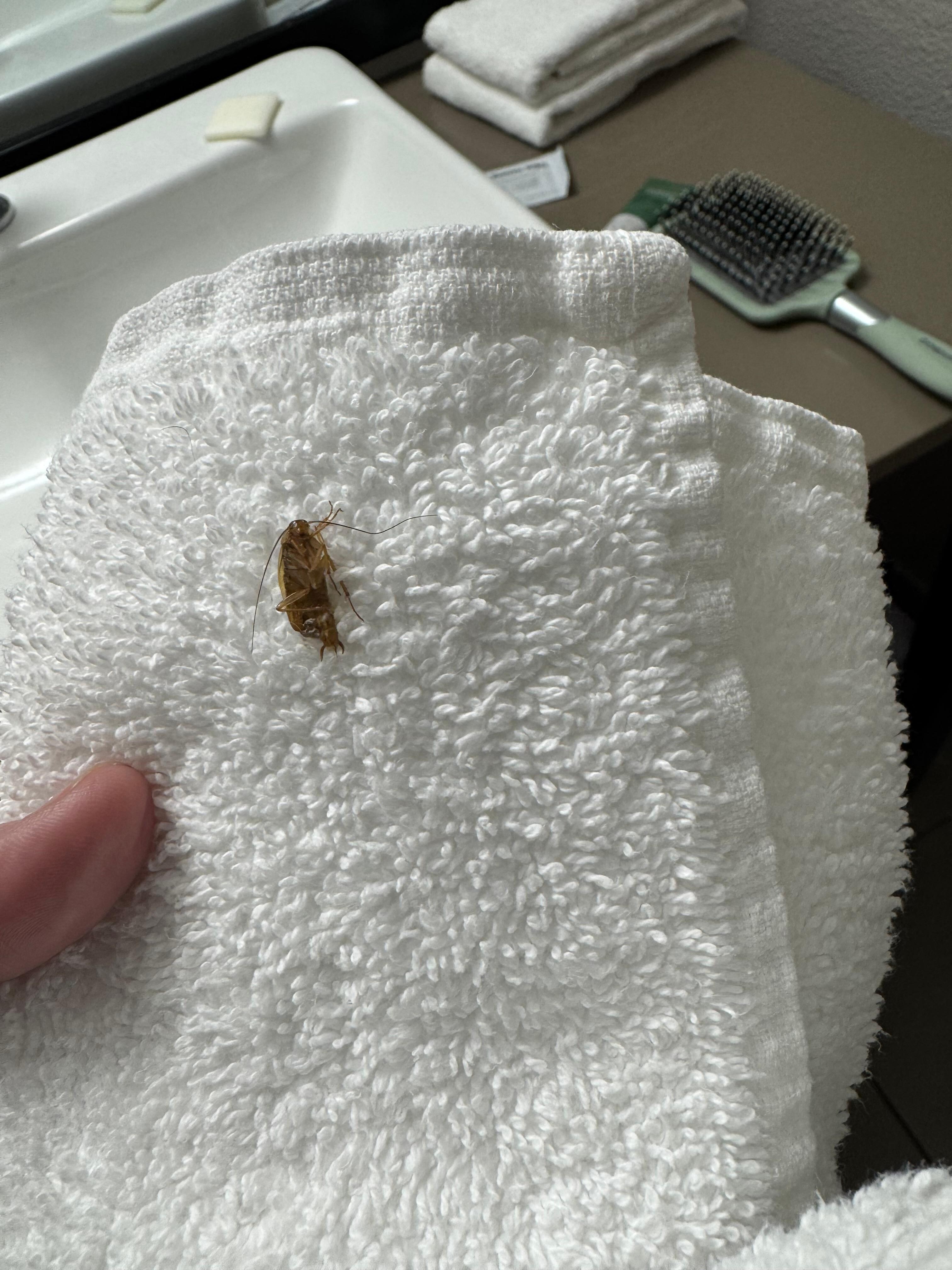 Roach that came was crawling on the wall. Yuk