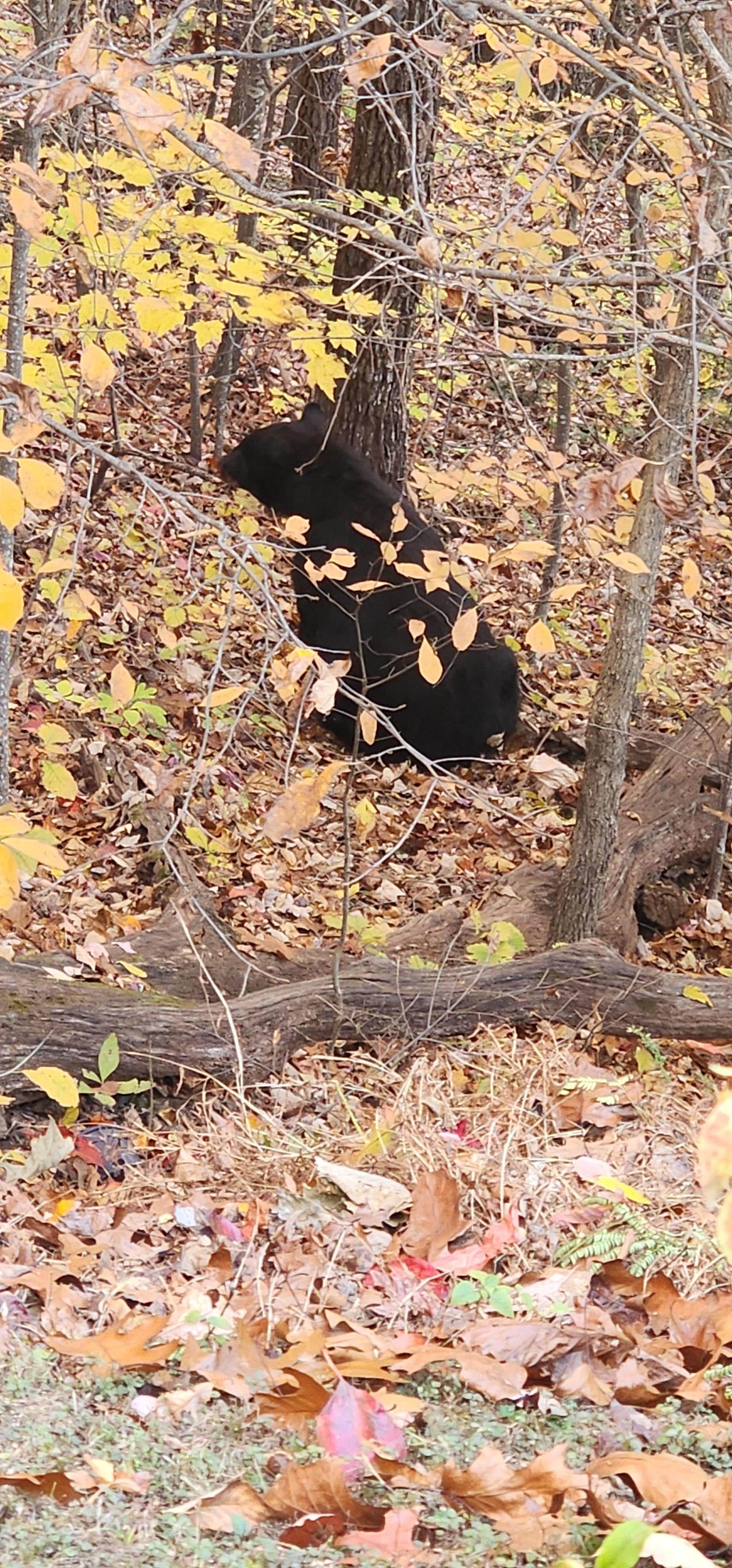 He also liked hanging out in the ravine behind the garage