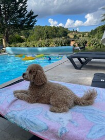 Our poodle admiring the pool and view 😊
