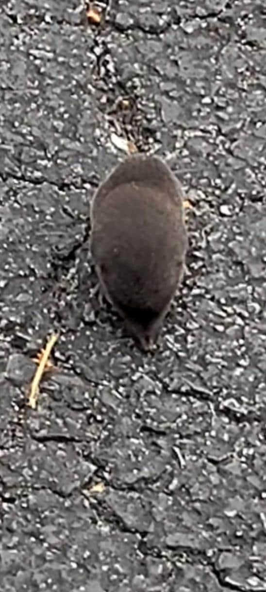 This little guy was in the parking lot harmless but so cute