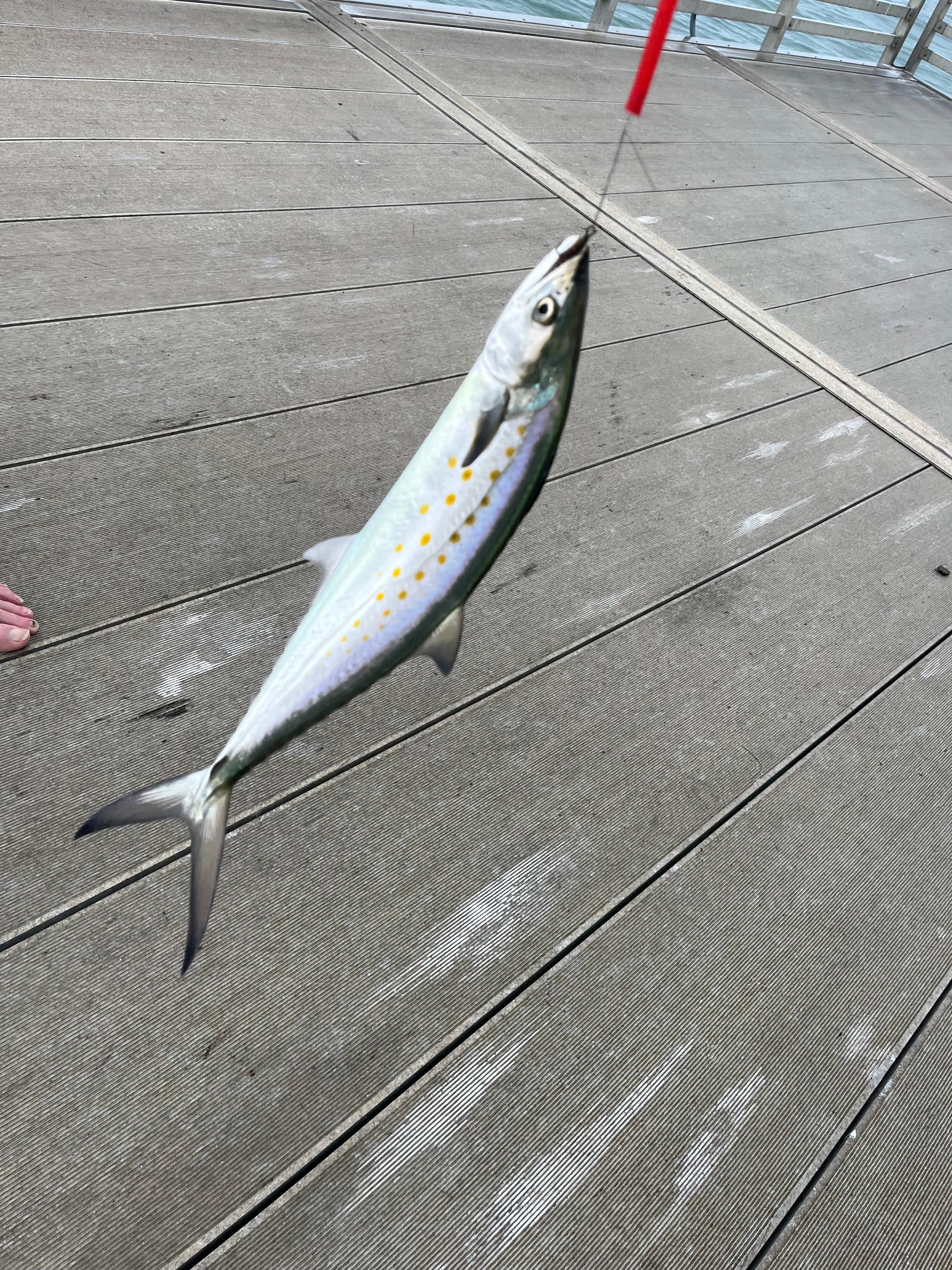Spanish mackerel from pier.